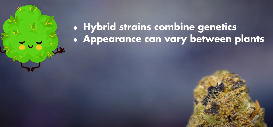 What Is Hybrid Weed？